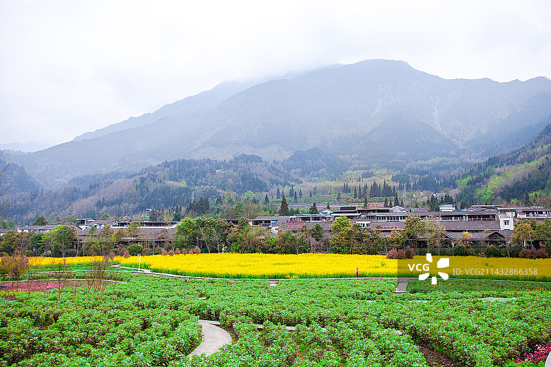 彭州宝山村生态农场春天油菜花图片素材