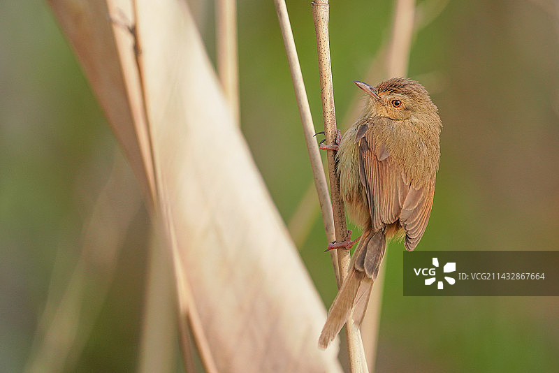 纯色山鷦莺图片素材