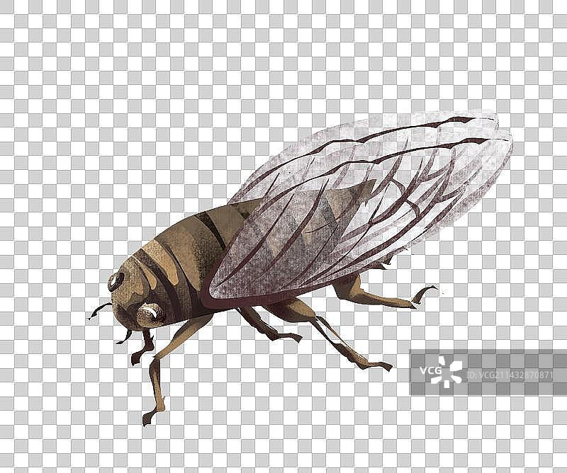 寒蝉 元素图片素材