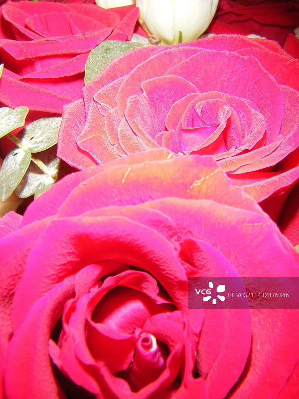 ccd红玫瑰图片素材