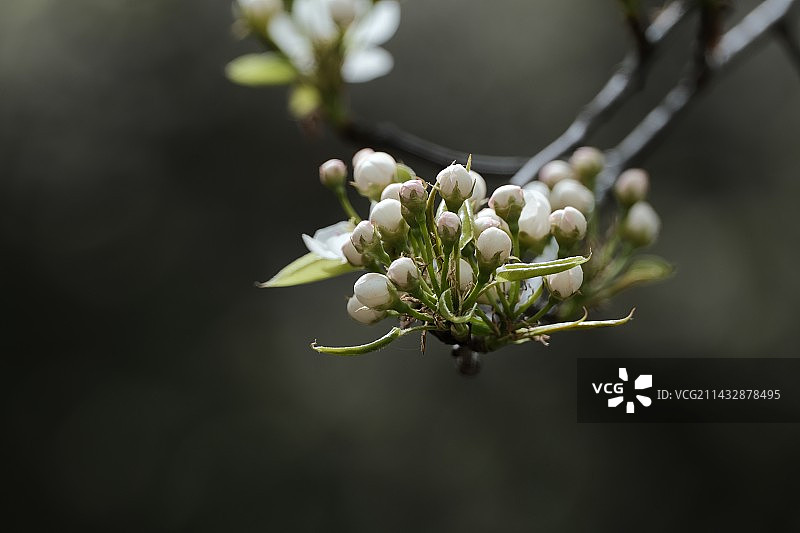 含苞待放图片素材