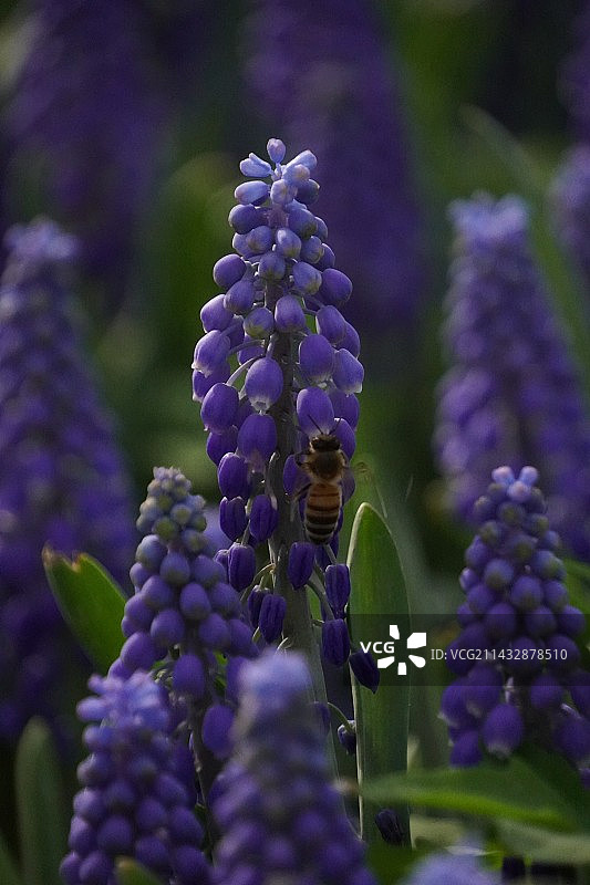 风信子和蜜蜂图片素材