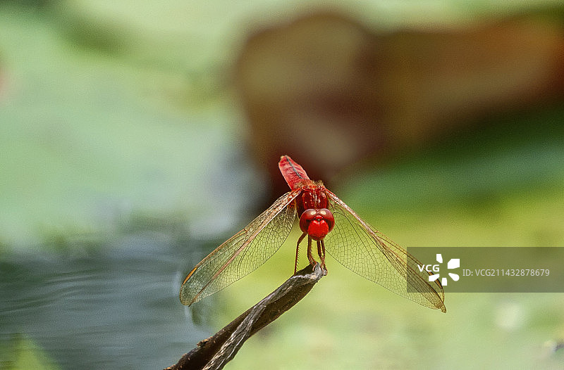 红蜻蜓图片素材