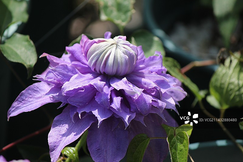 铁线莲图片素材