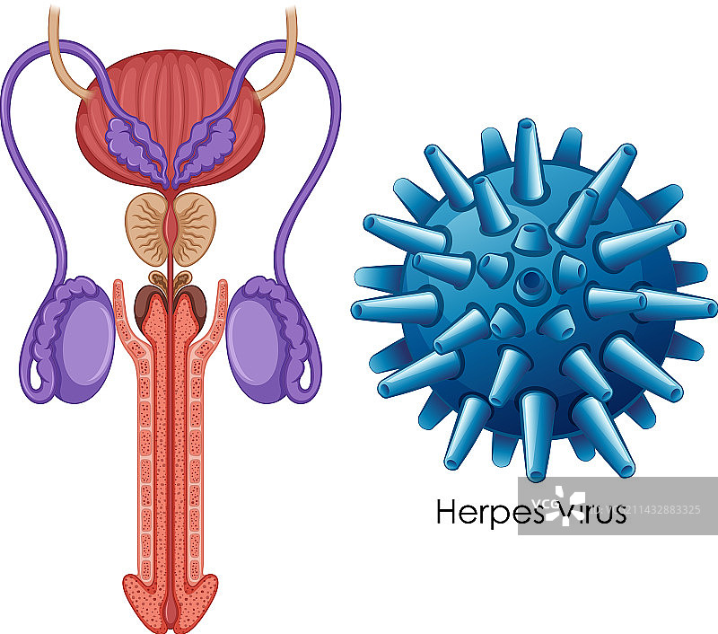 男性生殖系统内部结构图片素材