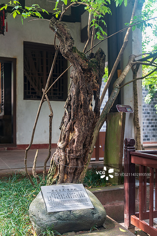 三苏祠 古树 黄荆树图片素材