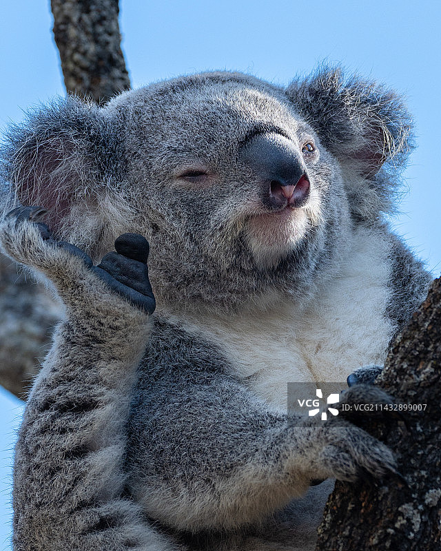 塔龙加动物园的动物写真集图片素材