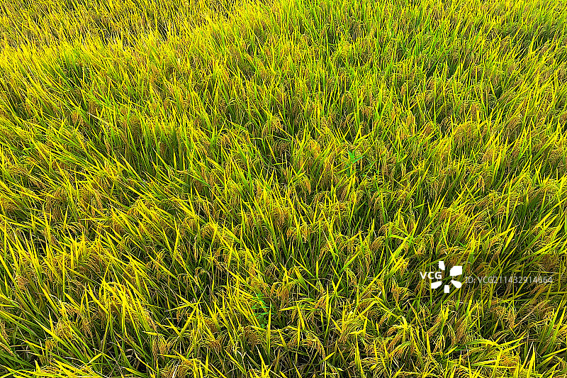 福建龙岩夏季水稻特写图片素材