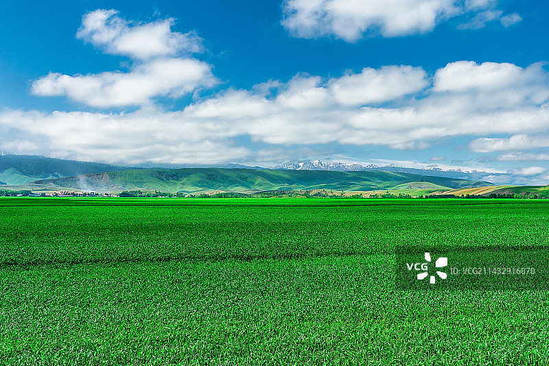 新疆的麦田图片素材