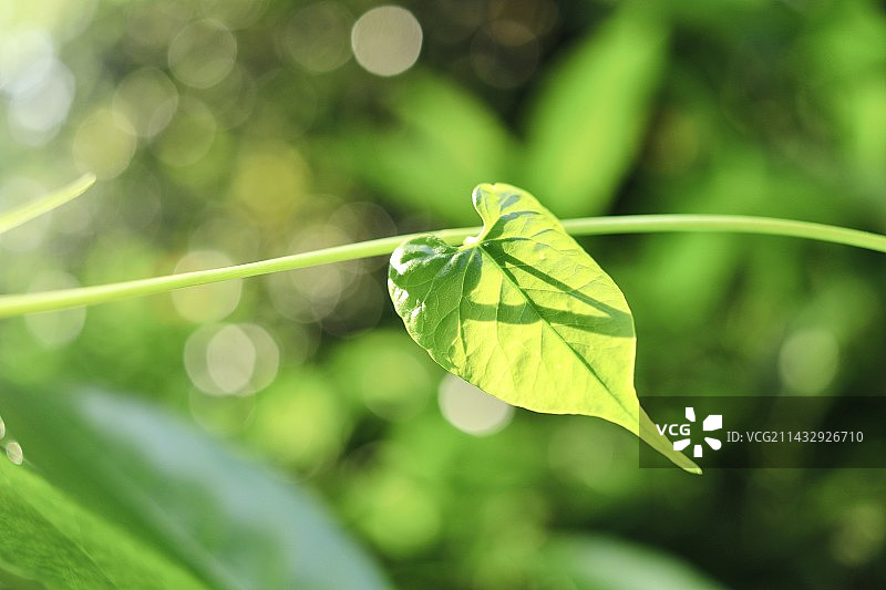 阳光下一片绿色的叶子图片素材