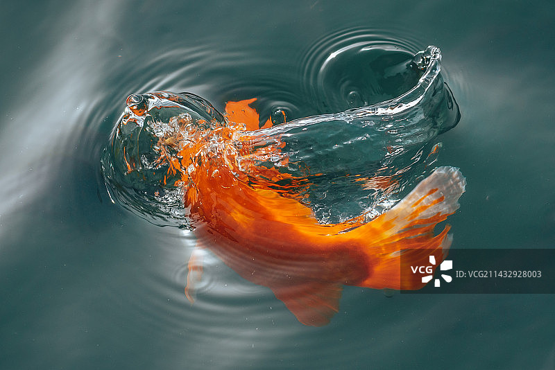 鲤鱼跃龙门图片素材