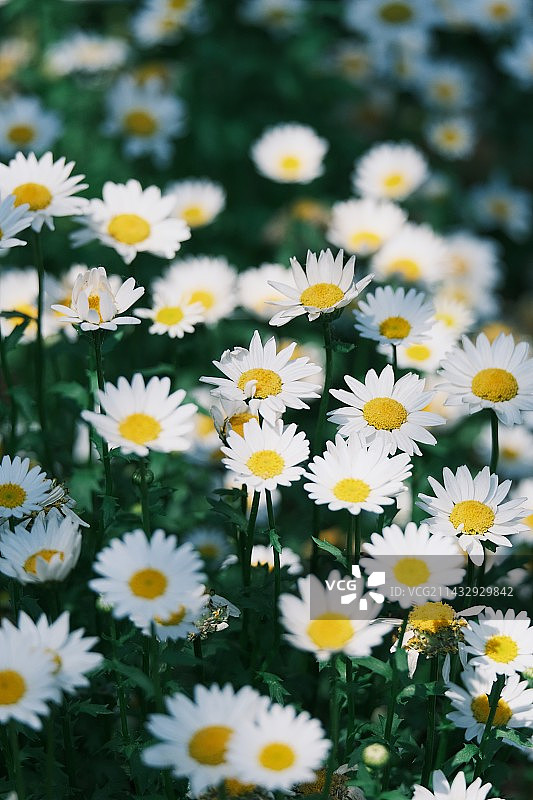 白色雏菊的特写镜头图片素材