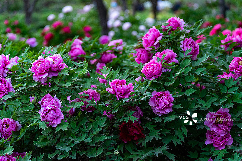 唯有牡丹真国色，花开时节动京城。图片素材