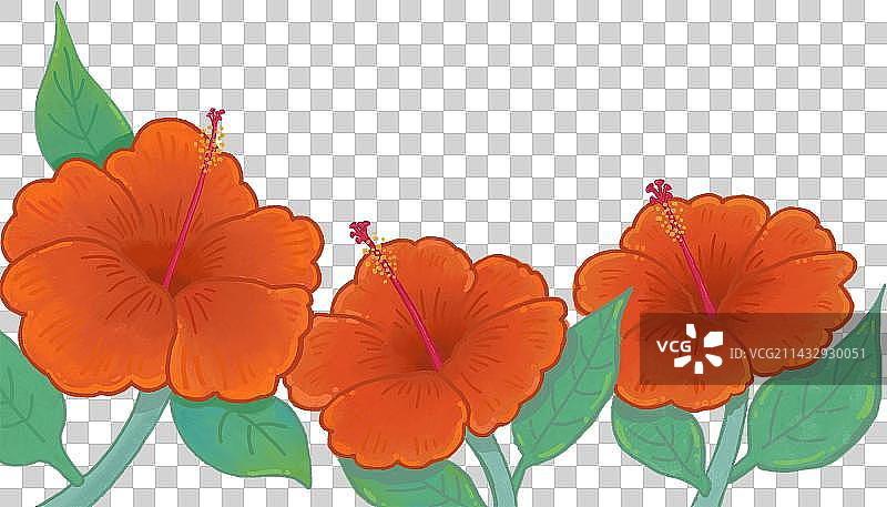 大红花图片素材