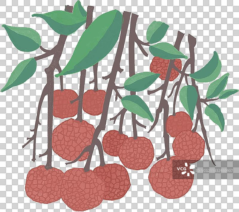 荔枝手绘图片素材