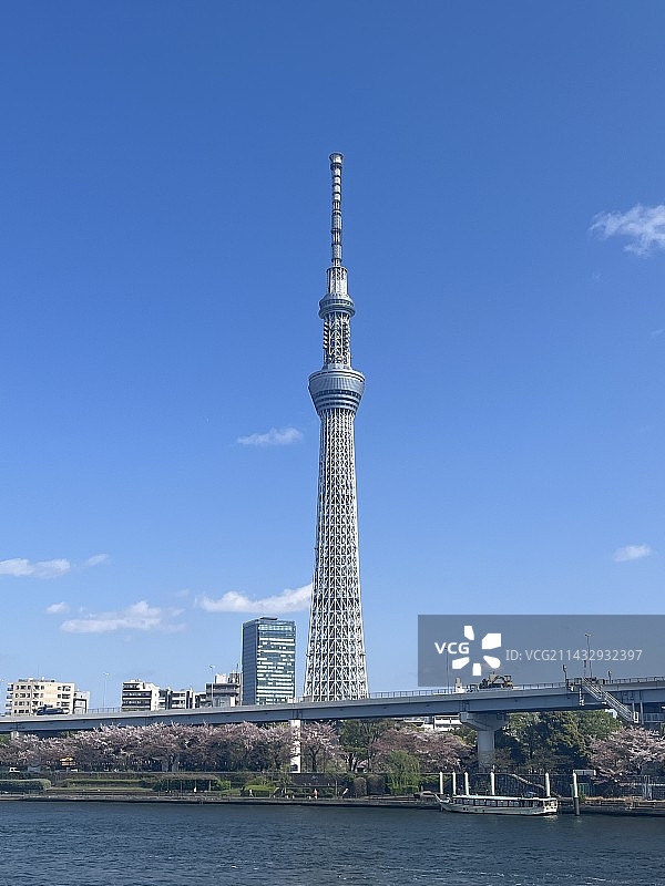 蓝天下的天空树景观图片素材