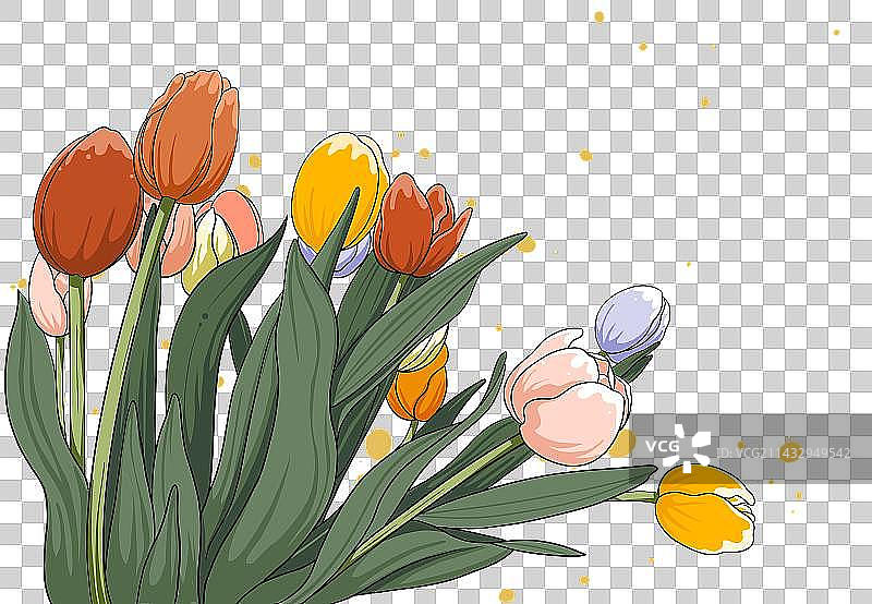郁金香插画免抠元素图片素材