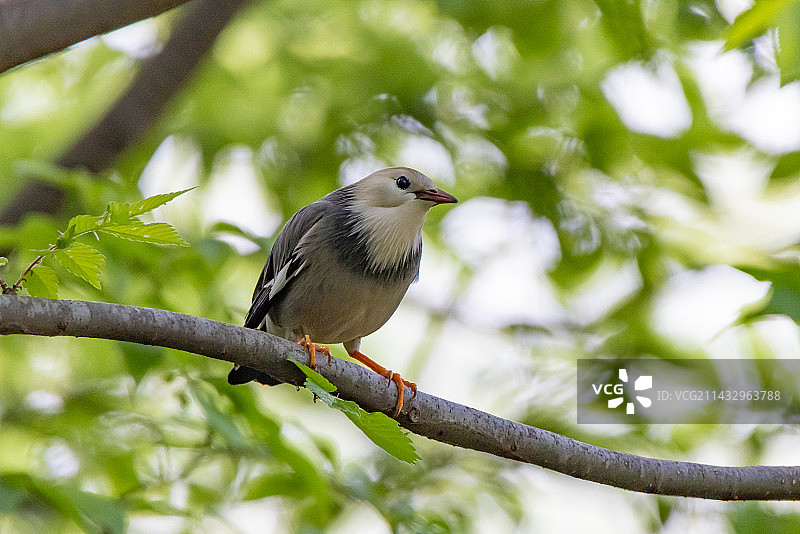 丝光椋鸟特写图片素材