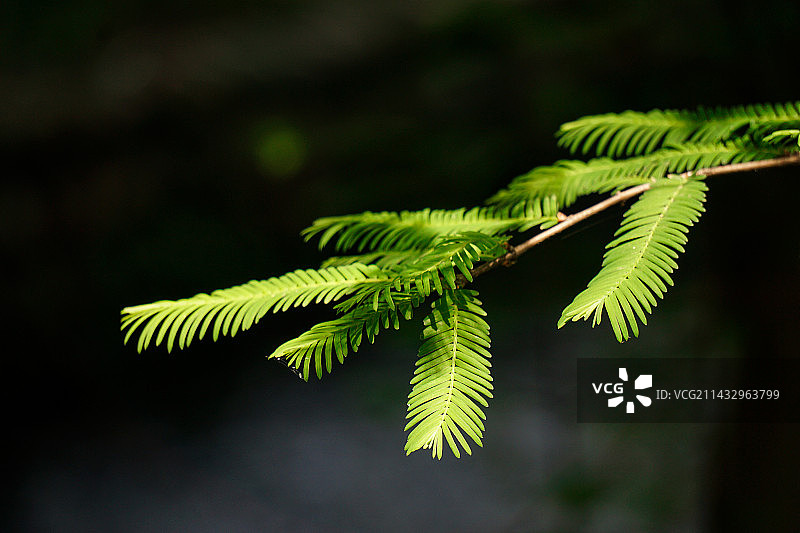 蕨类植物叶子特写图片素材