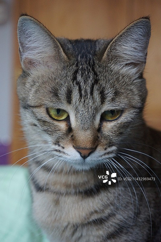 猫的特写肖像图片素材