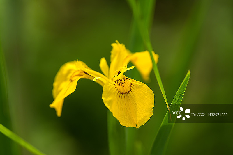 黄菖蒲野外特写图片素材