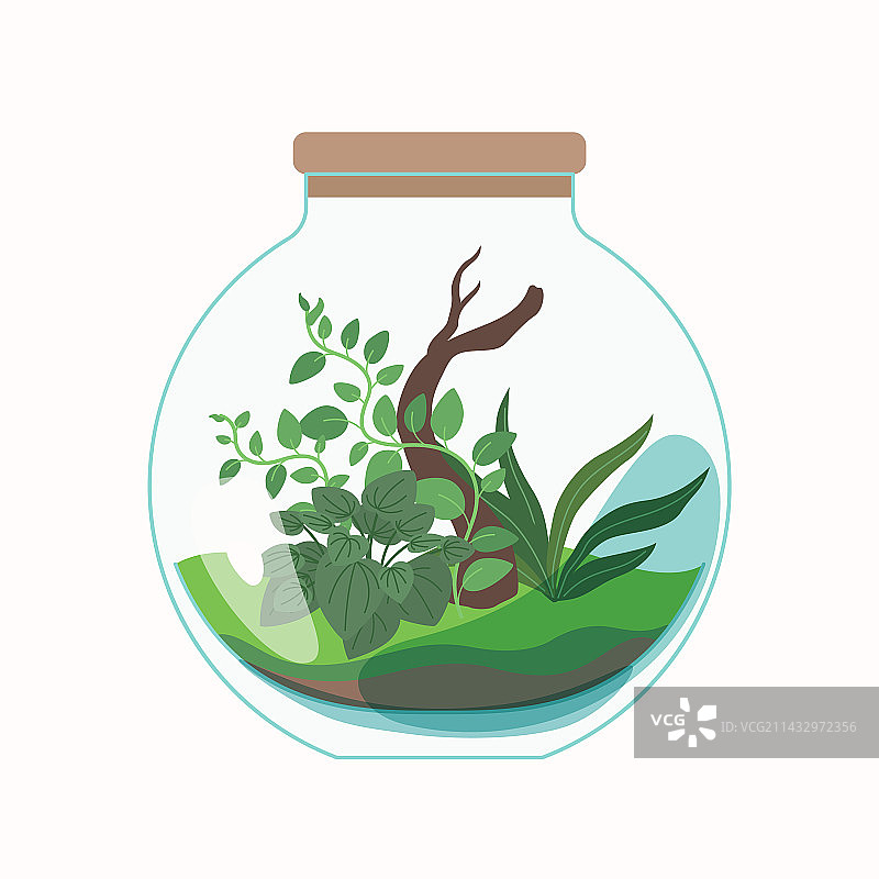 玻璃容器中的绿色植物图片素材