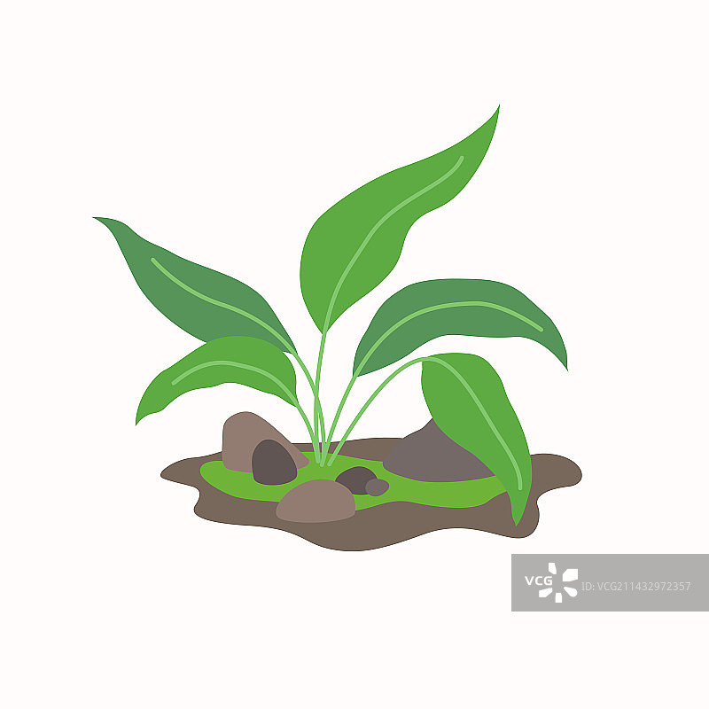 土壤中的绿色植物图片素材