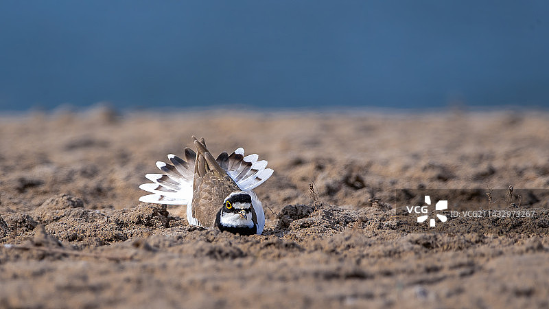 金眶鸻展尾图片素材