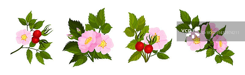 犬蔷薇的粉红色花朵图片素材