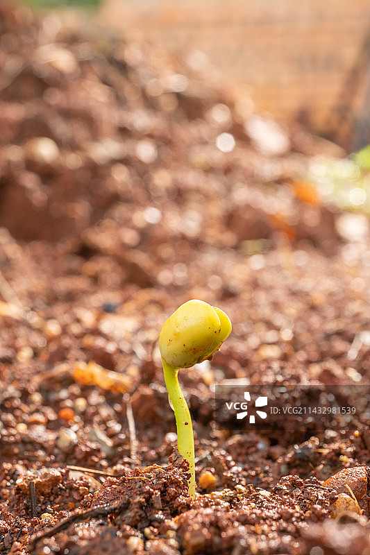 春天从土壤中长出的种子绿芽图片素材