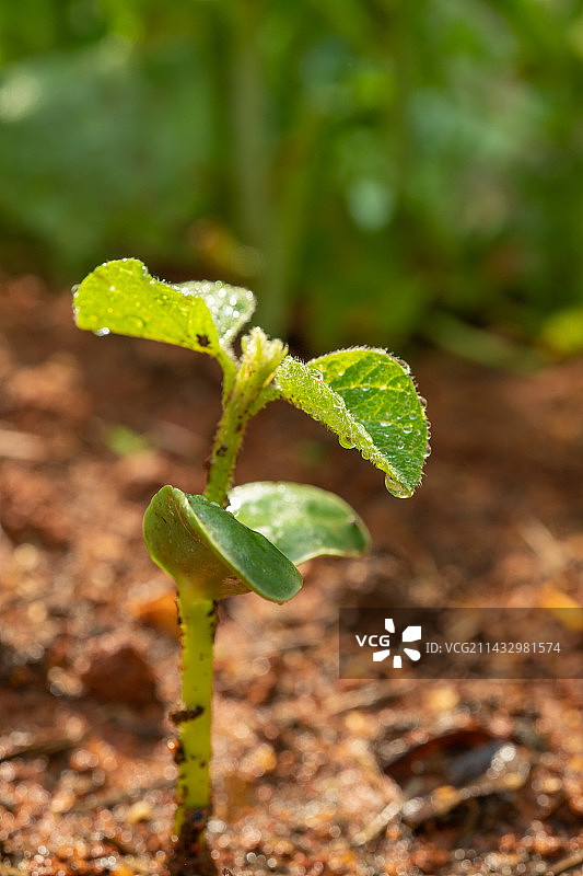 春天从土壤中长出的蔬菜种子绿芽图片素材