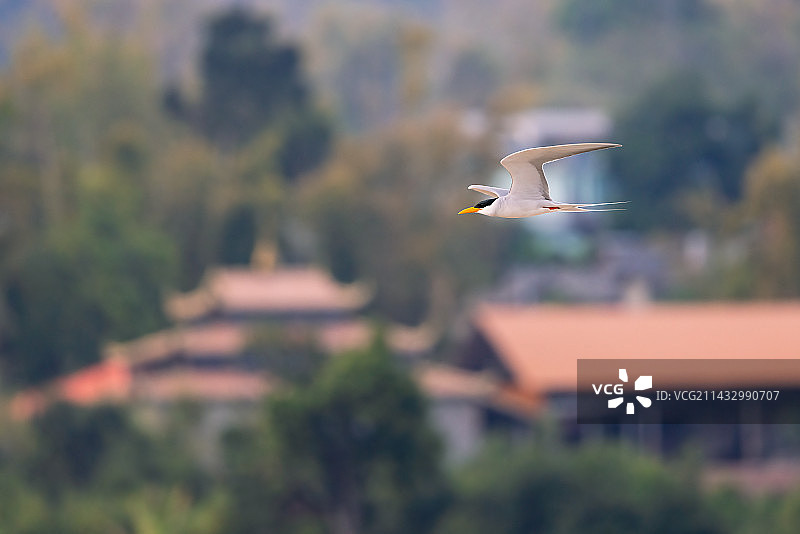 盈江的国家一级保护动物黄嘴河燕鸥图片素材