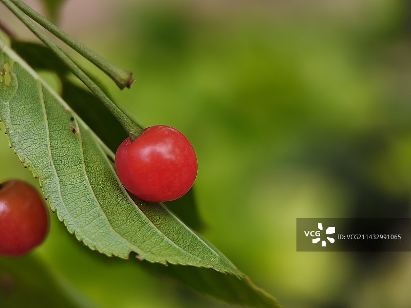 樱桃图片素材