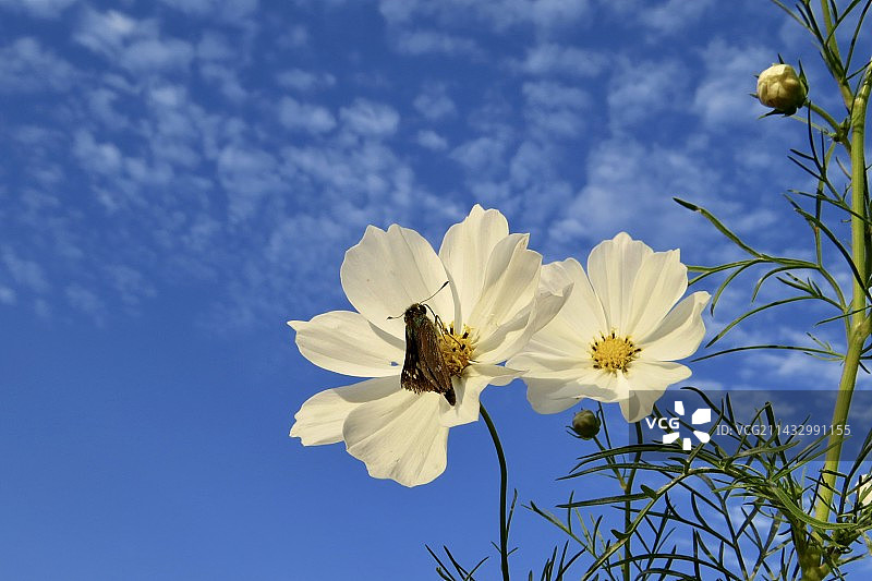 波斯菊图片素材