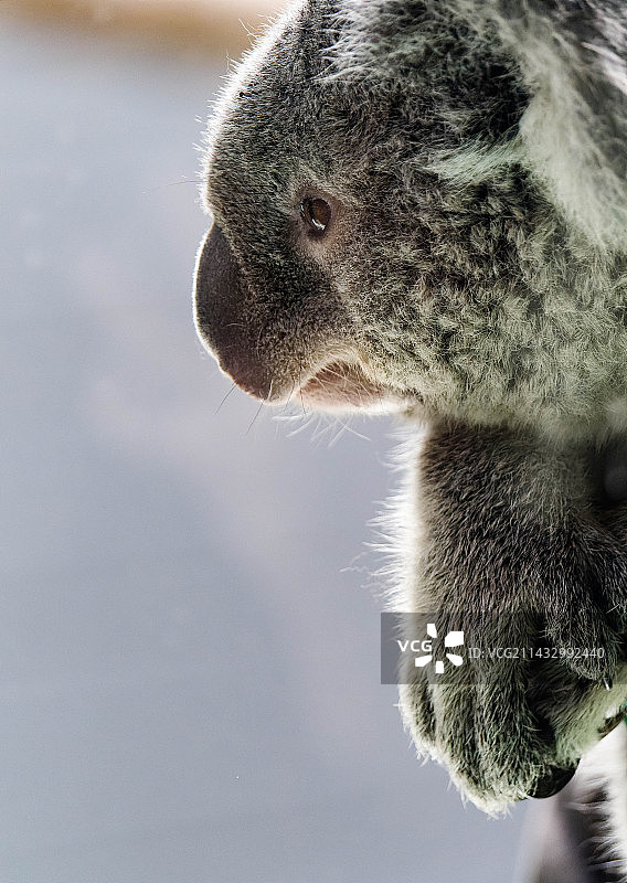 树袋熊考拉的侧面特写图片素材