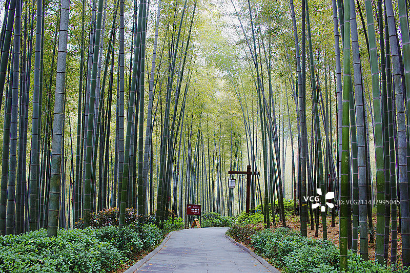 常州溧阳南山竹海图片素材