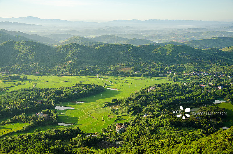 乡村田园风光，绿油油的水稻梯田图片素材