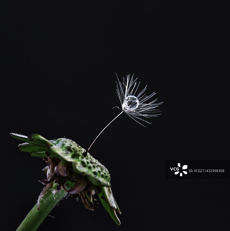 水滴蒲公英图片素材