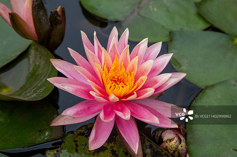 盛开的睡莲图片素材