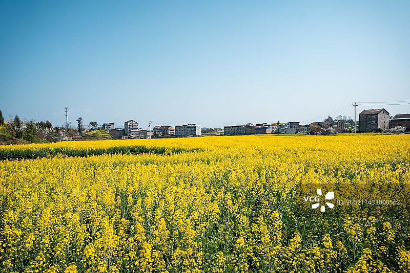 重庆垫江沙坪油菜花海图片素材