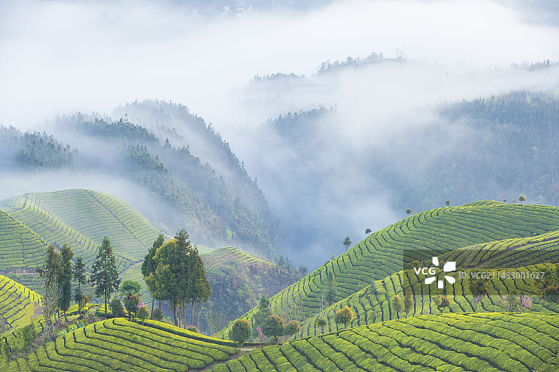 只此新绿图片素材