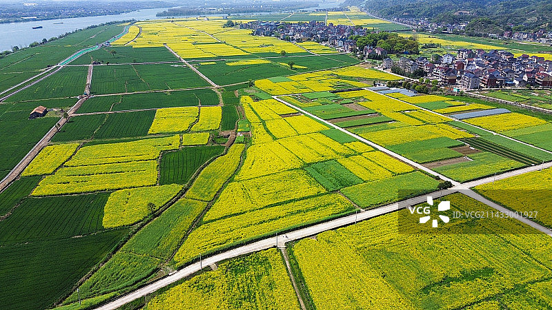 富春江边油菜花图片素材