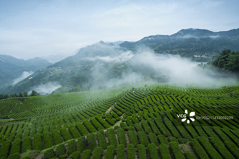湖北历史名茶恩施玉露茶叶基地屯堡乡花枝山茶园图片素材