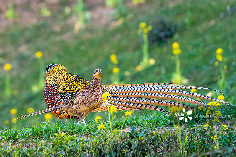 白冠长尾雉求偶季图片素材
