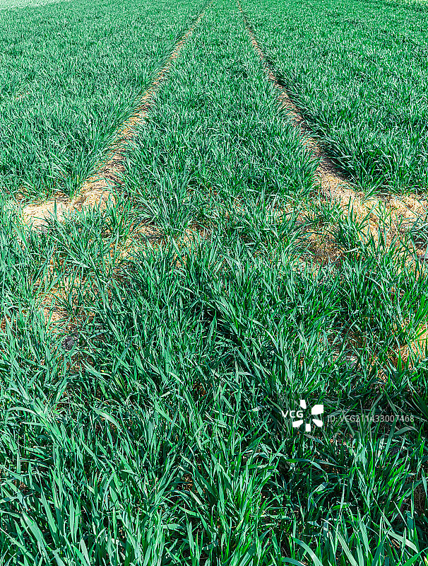 中国野生植物和野外植物拍摄主题，春天的田地里生长出一片绿色的小麦麦田，户外白昼无人图像摄影图片素材