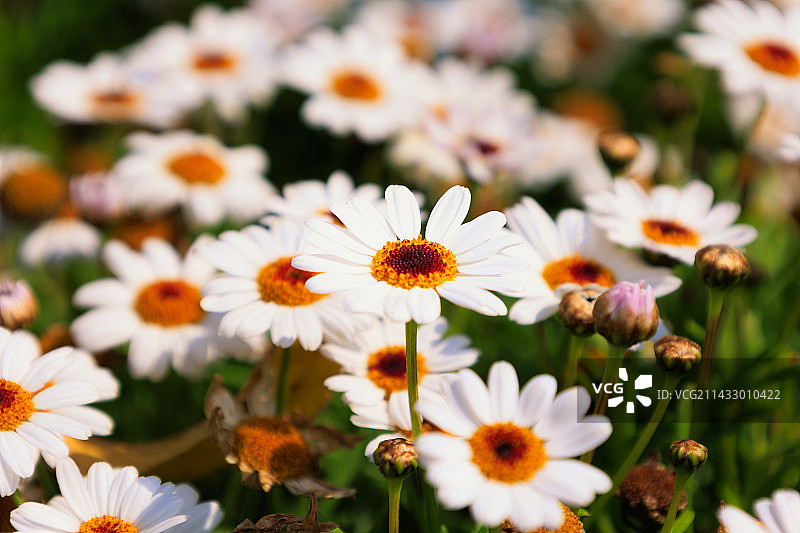 白色的雏菊丛图片素材