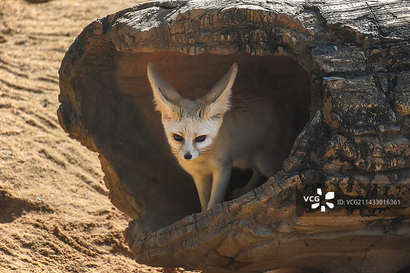 耳廓狐在树洞中的肖像特写图片素材