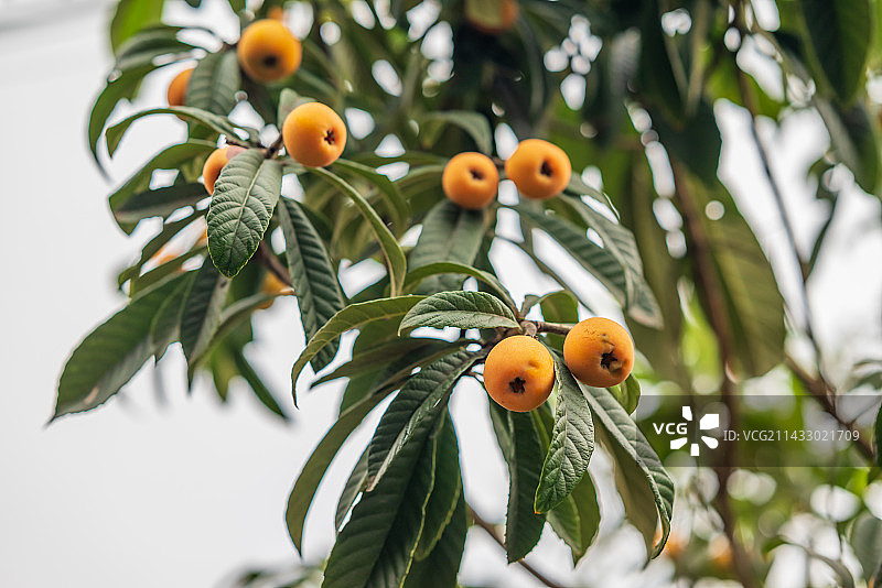 树上成熟的五星枇杷图片素材
