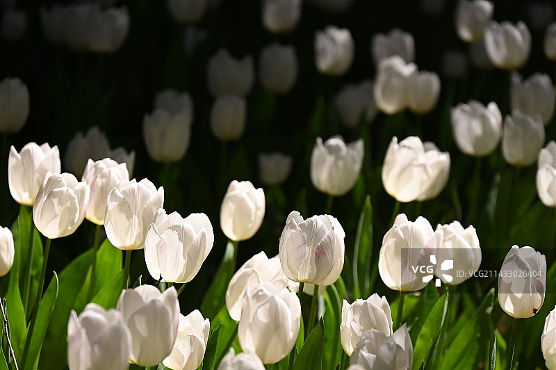 发光的郁金香图片素材