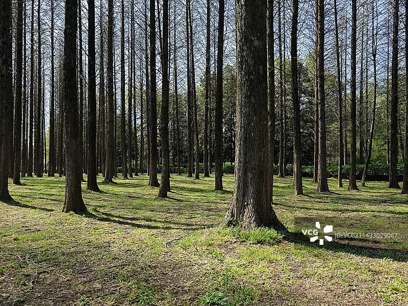 树林图片素材